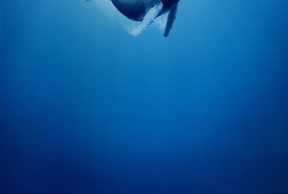 Affiche du film "Océans"