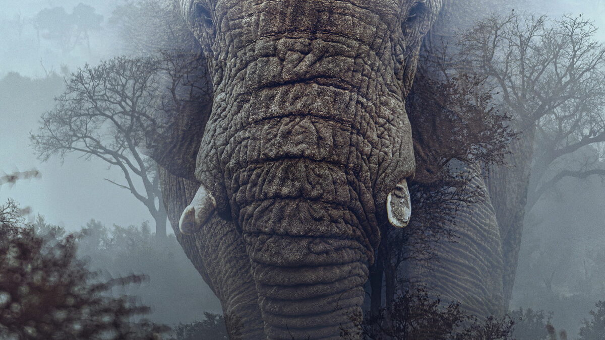 Affiche du film ""